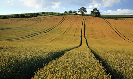 Agrarfeld; Foto: Western Potash