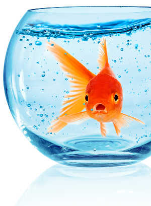 Der Goldfisch im Informationsdickicht Der Goldfisch im Informationsdickicht