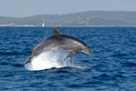Adria-Delfin