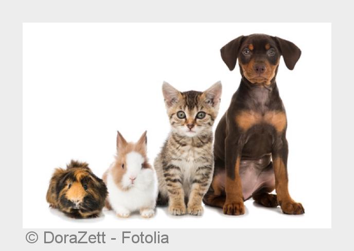 Gute Tierpension müssen frühzeitig gebucht werden. (Bildquelle:©DoraZett - Fotolia) Gute Tierpension müssen frühzeitig gebucht werden. (Bildquelle:©DoraZett - Fotolia)