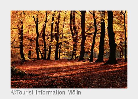 Der?Indian Summer?lässt sich in Mölln besonders beeindruckend beobachten. (Bildquelle: Tourist-Infor Der?Indian Summer?lässt sich in Mölln besonders beeindruckend beobachten. (Bildquelle: Tourist-Infor
