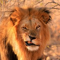 Löwenportrait aus Namibia. Afrika Reisen mit TARUK in kleinen Gruppen. Löwenportrait aus Namibia. Afrika Reisen mit TARUK in kleinen Gruppen.