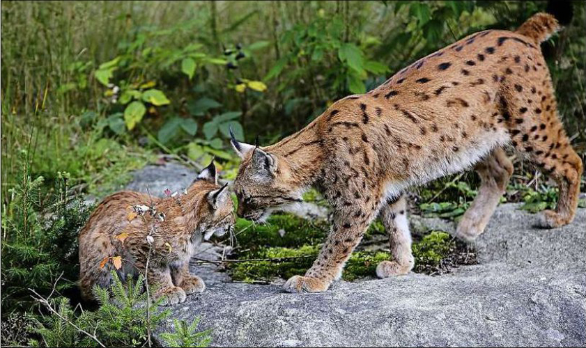 ?Mutterliebe??das Luchsbaby und seine Mama (c) Fritz Eichmann