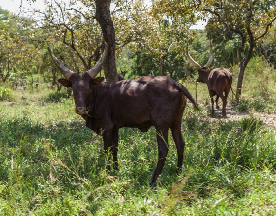 Ihr Dung ist Teil der Kreislaufwirtschaft im Bio-Baumwollprojekt Uganda