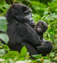 Rundreise Ruanda-Uganda Rundreise Ruanda-Uganda