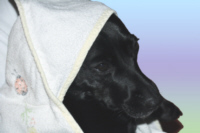 Designer Hundebetten