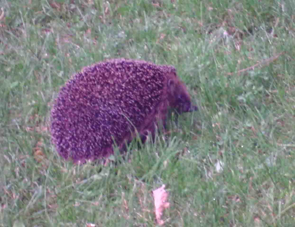 Igel im Hausgarten