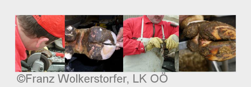 Typische Laufstallklaue mitübergroßer Außenklaue?FAIE Infoabend! (Bildquelle: Franz Wolkerstorfer, L
