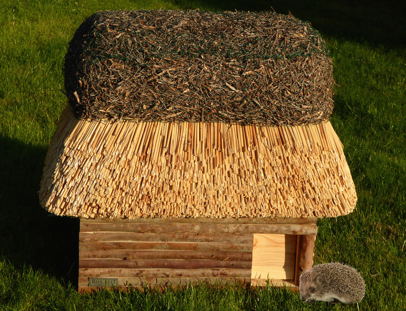 Schöner Einigeln: Igel sind noch auf Futtersuche Schöner Einigeln: Igel sind noch auf Futtersuche