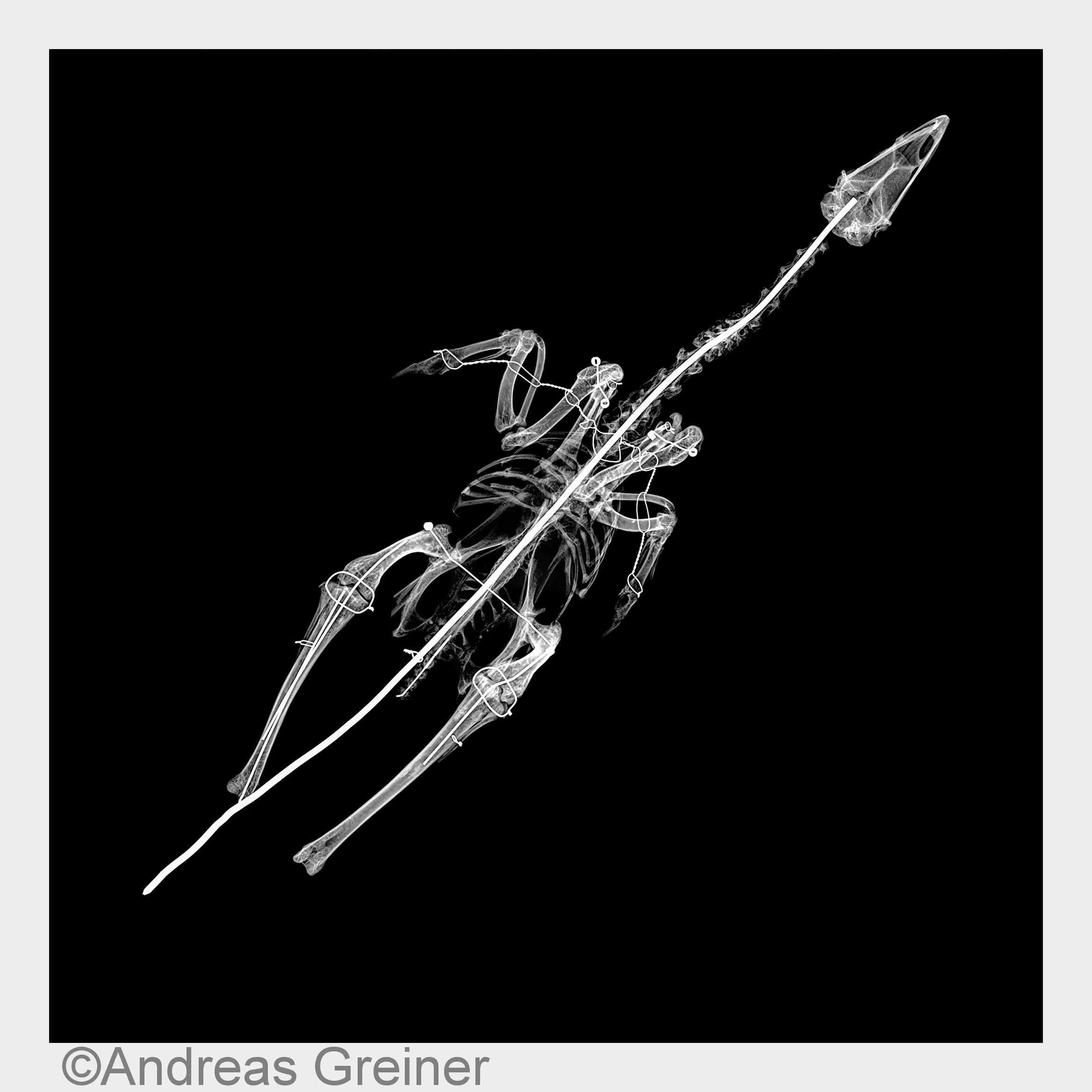 Andreas Greiner, Olli, Inkjet Print, 21x21cm, gerahmt, 2015. (Bildquelle: Andreas Greiner)