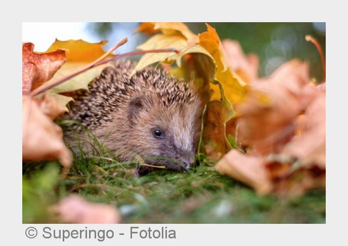 Laubhaufen helfen denÜberlebenskünstler im Winter. (Bildquelle:©Superingo - Fotolia)