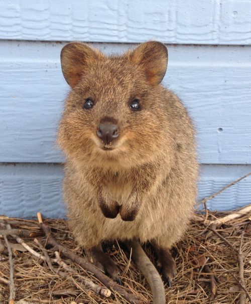 Quokka auf Rottnest Island ©Tourism Western Australia Quokka auf Rottnest Island ©Tourism Western Australia