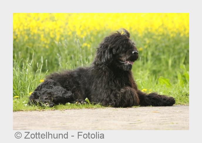 Eiweißpartikel in Haut und Speichel des Tieres lösen Allergien aus. (Bildquelle:©Zottelhund - Fotoli