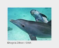 Delfinmutter mit Baby bei Hurghada im Roten Meer (Bildquelle: Angela Ziltener / DWA) Delfinmutter mit Baby bei Hurghada im Roten Meer (Bildquelle: Angela Ziltener / DWA)