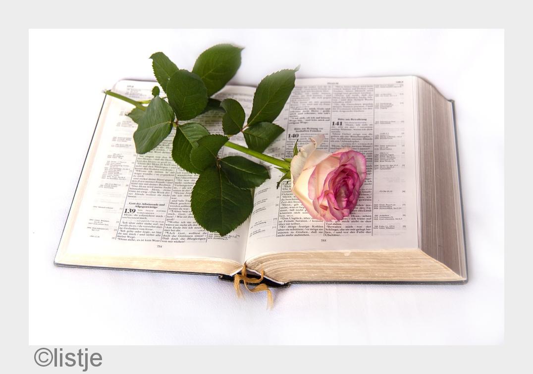 Bible-Domains verbreiten effizient die biblische Botschaft (Bildquelle: listje) Bible-Domains verbreiten effizient die biblische Botschaft (Bildquelle: listje)