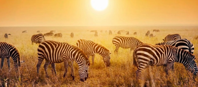 Zebras im Krüger Nationalpark