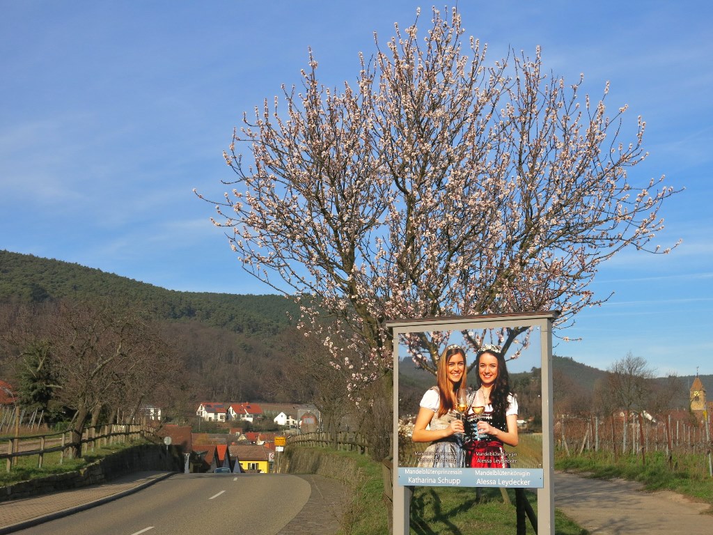 Weiß, rosa blühende Mandelbäume an Neujahr erleben - ein Ausflugtipp von genussradeln-pfalz Weiß, rosa blühende Mandelbäume an Neujahr erleben - ein Ausflugtipp von genussradeln-pfalz