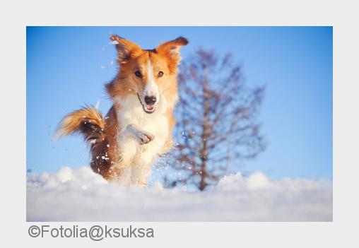 Winter-Urlaub mit Hund: Mit den hundefreundlichen Gastgebern von hunde-urlaub.net ein voller Erfolg Winter-Urlaub mit Hund: Mit den hundefreundlichen Gastgebern von hunde-urlaub.net ein voller Erfolg
