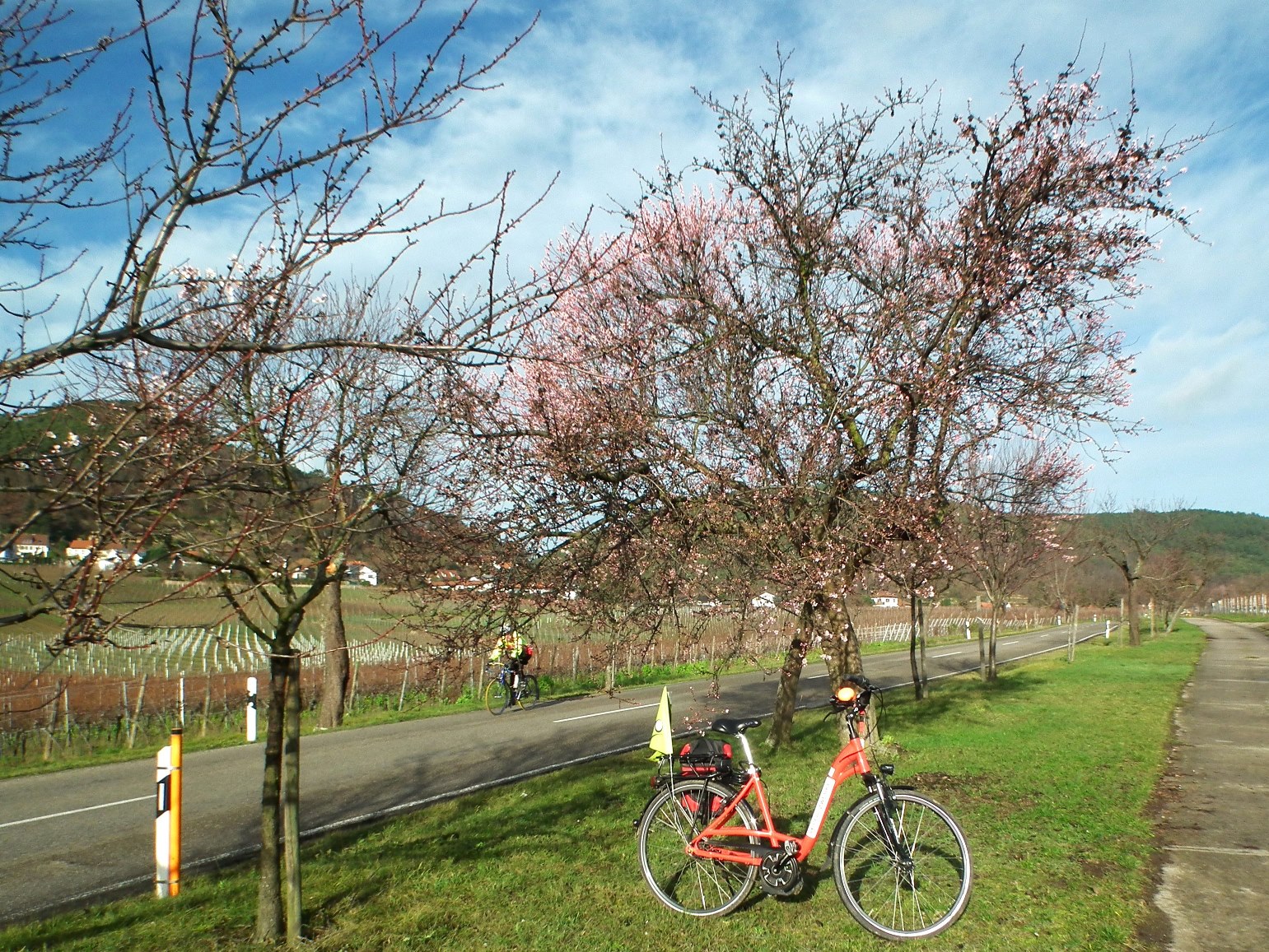 Die mildenTemperaturen machen bereits im Januar  Mandelblütenausflüge mit genussradeln-pfalz möglich