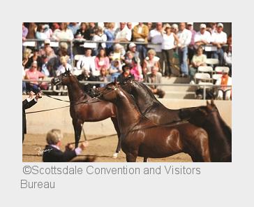 Mehr als 2.400 edle Araber gehen bei der Scottsdale Arabian Horse Show an den Start (Bildquelle: Sco