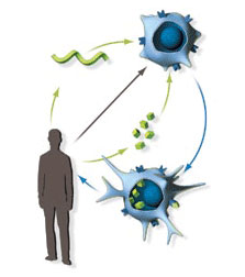 Immuntherapie mit dendritischen Zellen Immuntherapie mit dendritischen Zellen