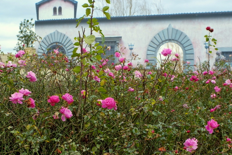 Tausende Rosen blühen derzeit im Gartenschaupark Zülpich.