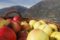 Äpfel im Korb Äpfel im Korb