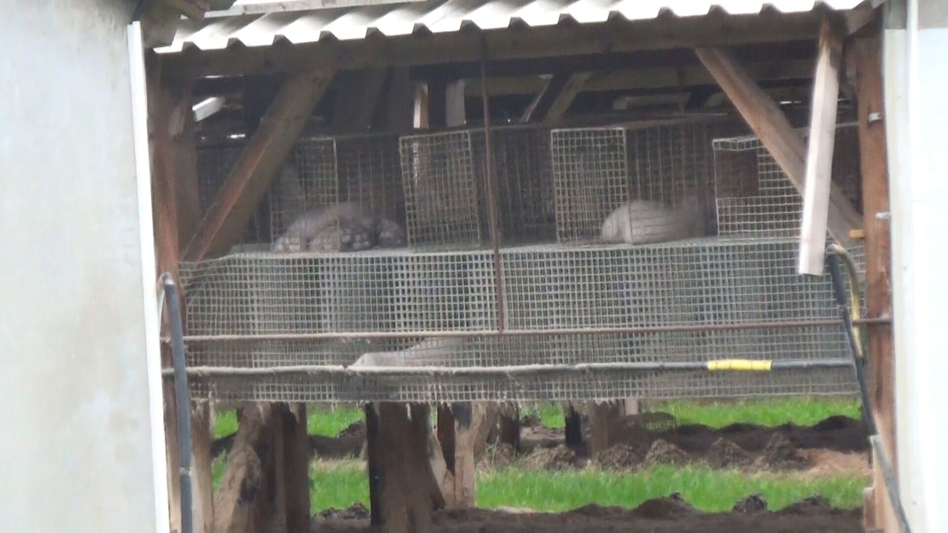 Aktuelle Aufnahmen zeigen, warum die Pelztierfarm bei Magdeburg geschlossen werden muss Aktuelle Aufnahmen zeigen, warum die Pelztierfarm bei Magdeburg geschlossen werden muss