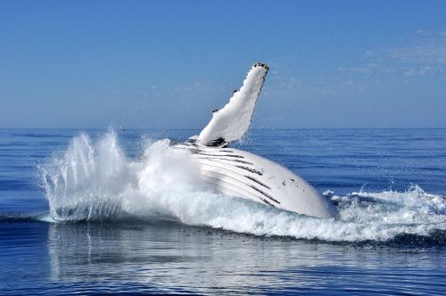 Humpback Whale (c)David Ashley Humpback Whale (c)David Ashley