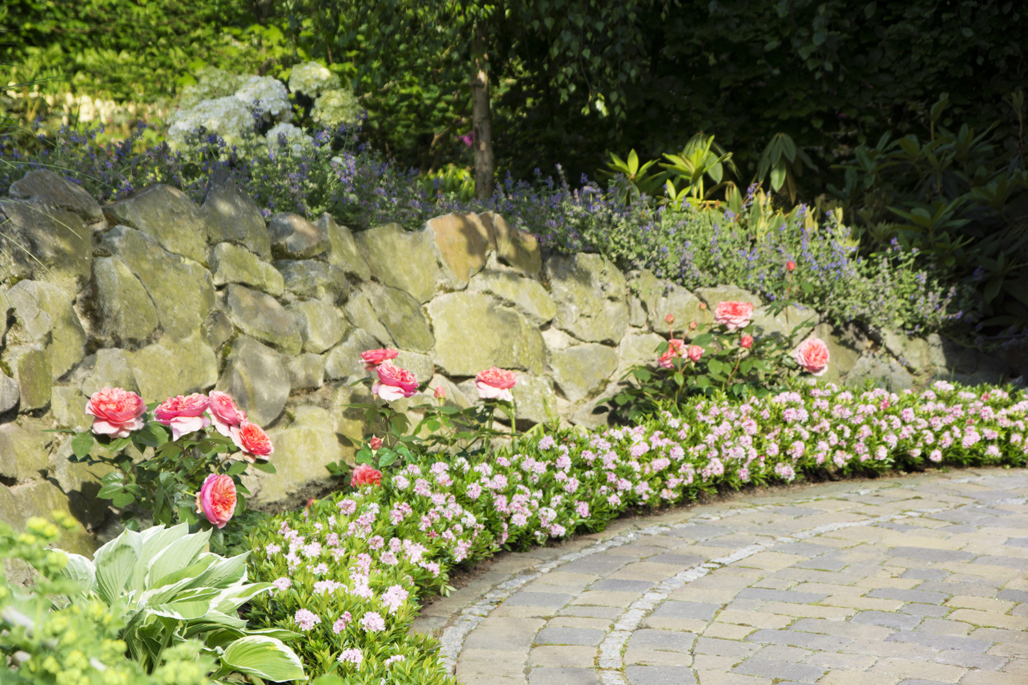 Bloombux® als blühende Beeteinfassung stets frei von Buxus-Krankheiten Bloombux® als blühende Beeteinfassung stets frei von Buxus-Krankheiten