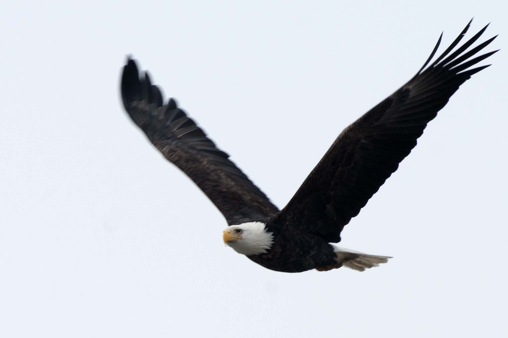 Weißkopfseeadler am Mississipi bei Alton / Illinois