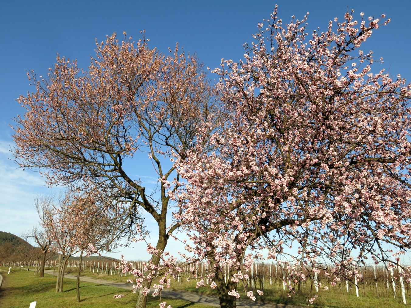 Frühe Pfälzer Mandelblüte - interessante Mandelblüten Pedelec-Radtouren  mit  genussradeln-pfalz