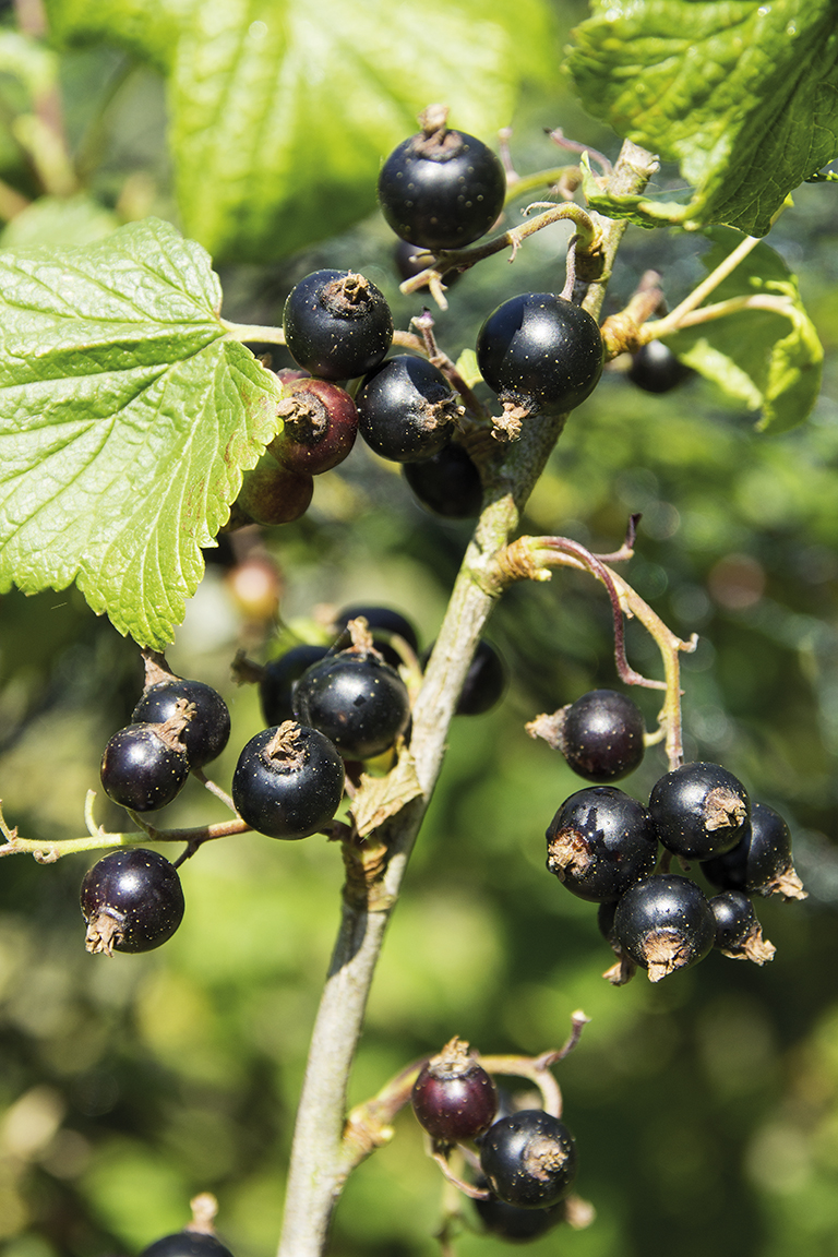 Johannisbeere ?Schlaraffenländle' aromatische Beeren an Strauch
