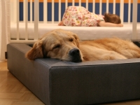 SLEEPY DOG Hundebett CUBE