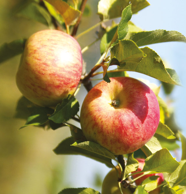 Köstliche Äpfel aus eigenem Friedfertigen Landbau bei Lebe Gesund Köstliche Äpfel aus eigenem Friedfertigen Landbau bei Lebe Gesund