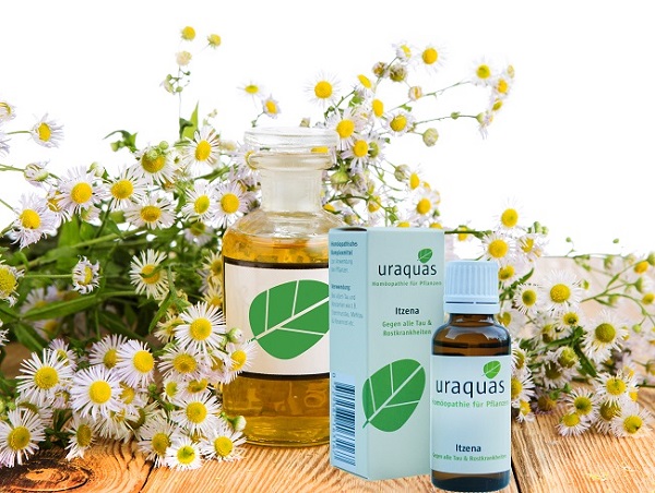 Uraquas - Itzena Compo Blume