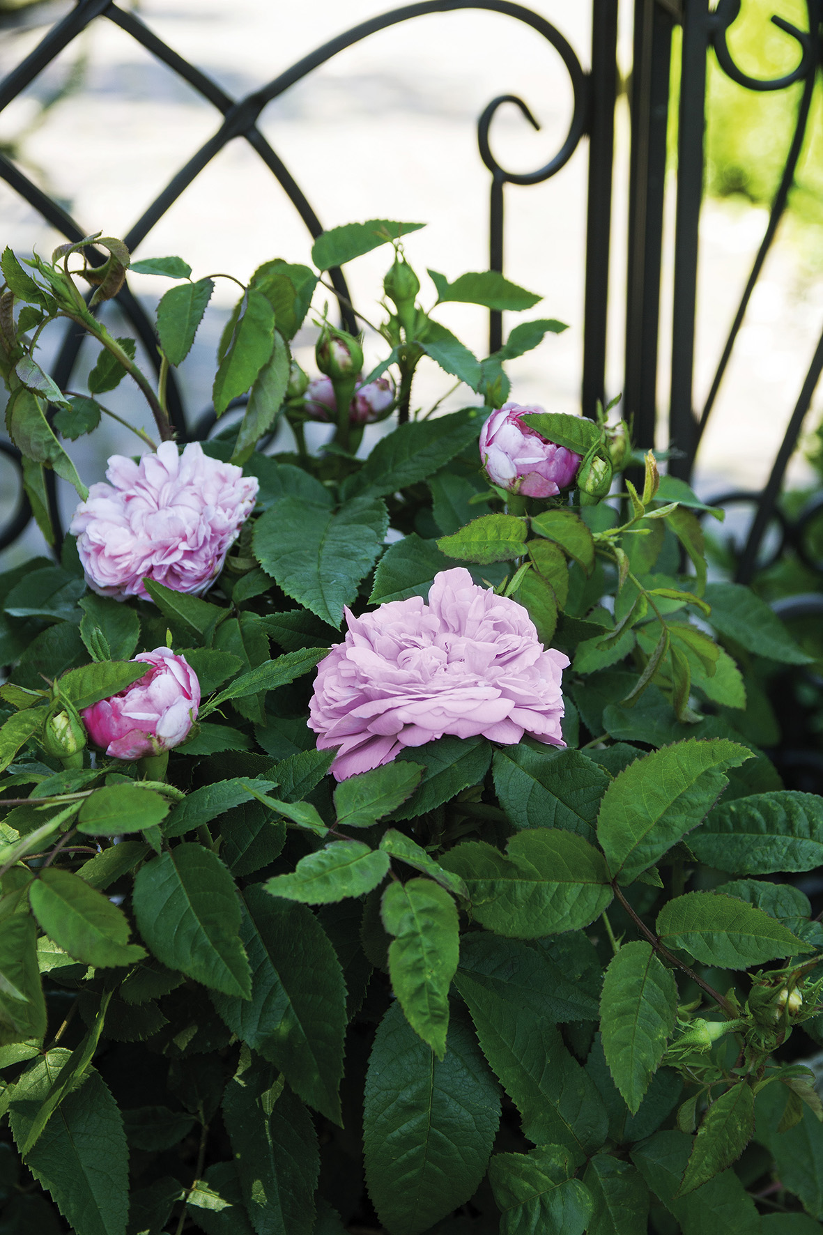 'Historische Marianne', die Liebhaberrose von LANDGEFÜHL® mit überhängenden Wuchs 'Historische Marianne', die Liebhaberrose von LANDGEFÜHL® mit überhängenden Wuchs