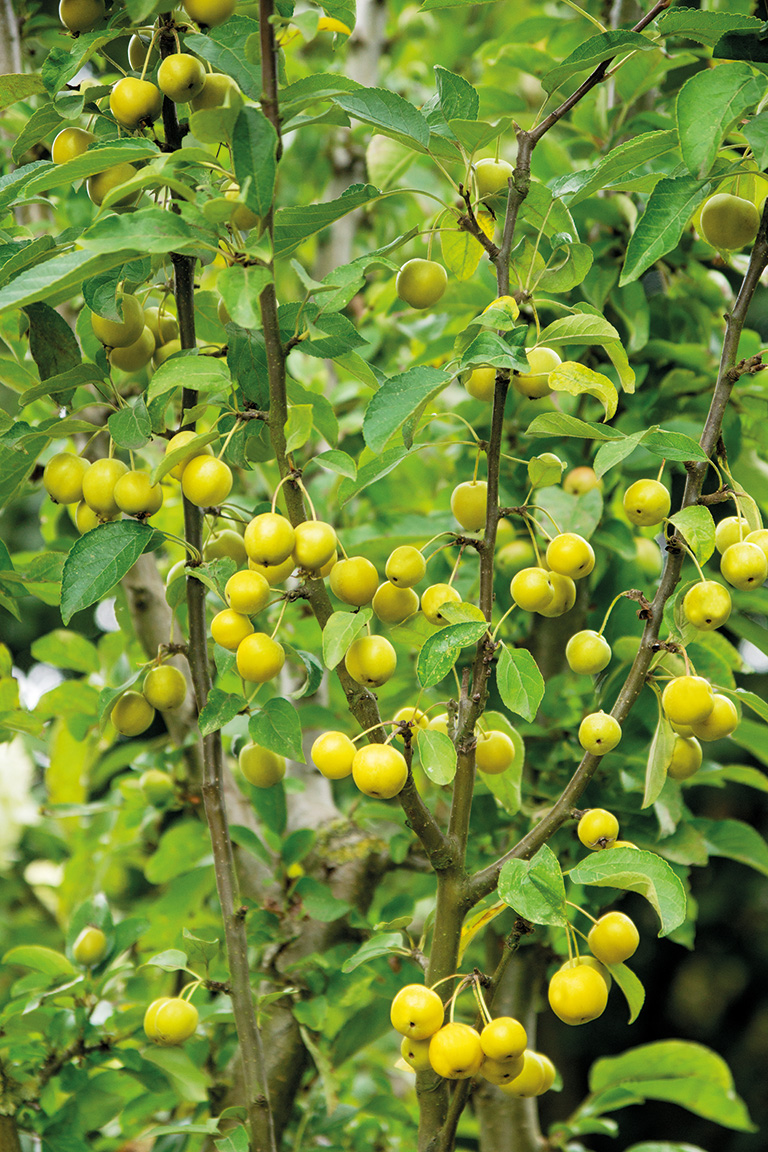 Zierapfel 'Goldtaler' zeigt gold-gelbe Früchte im Herbst Zierapfel 'Goldtaler' zeigt gold-gelbe Früchte im Herbst