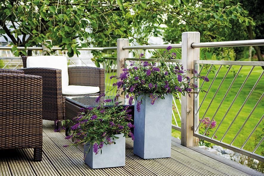 Balkonbepflanzung mit Sommerflieder Summer Lounge® in pink Balkonbepflanzung mit Sommerflieder Summer Lounge® in pink