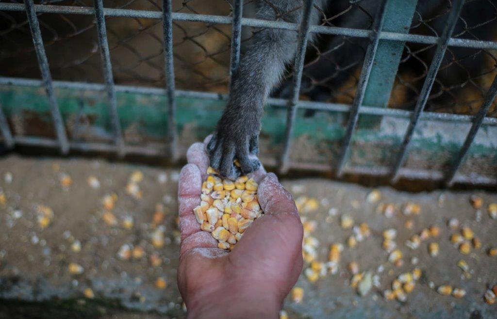 VIER PFOTEN hilft Zoo-Tieren in Gaza © FOUR PAWS, 2016 VIER PFOTEN hilft Zoo-Tieren in Gaza © FOUR PAWS, 2016