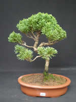 Bonsai Shohin Wacholder Bonsai Shohin Wacholder