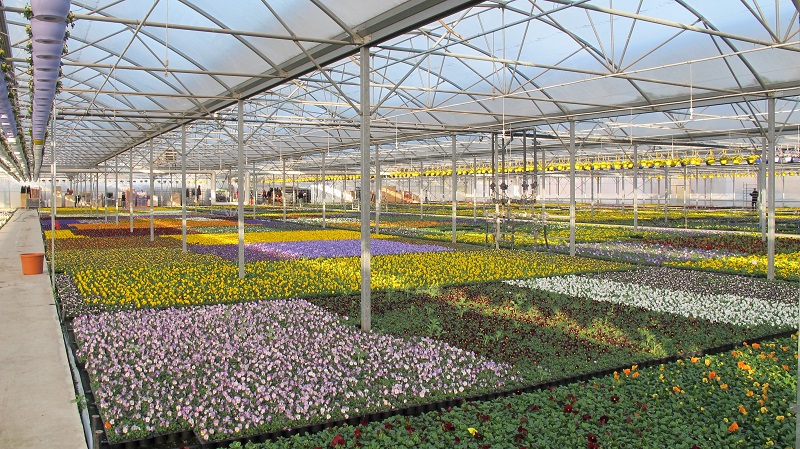Die Pflanzenproduktion von Gartenbau Salzwedel erstreckt sich auf 22 ha Freifläche sowie auf 10 ha G Die Pflanzenproduktion von Gartenbau Salzwedel erstreckt sich auf 22 ha Freifläche sowie auf 10 ha G