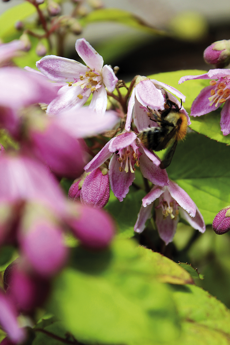 Sternchenstrauch 'Purpurglanz' zieht Bienen und Hummeln magisch an Sternchenstrauch 'Purpurglanz' zieht Bienen und Hummeln magisch an