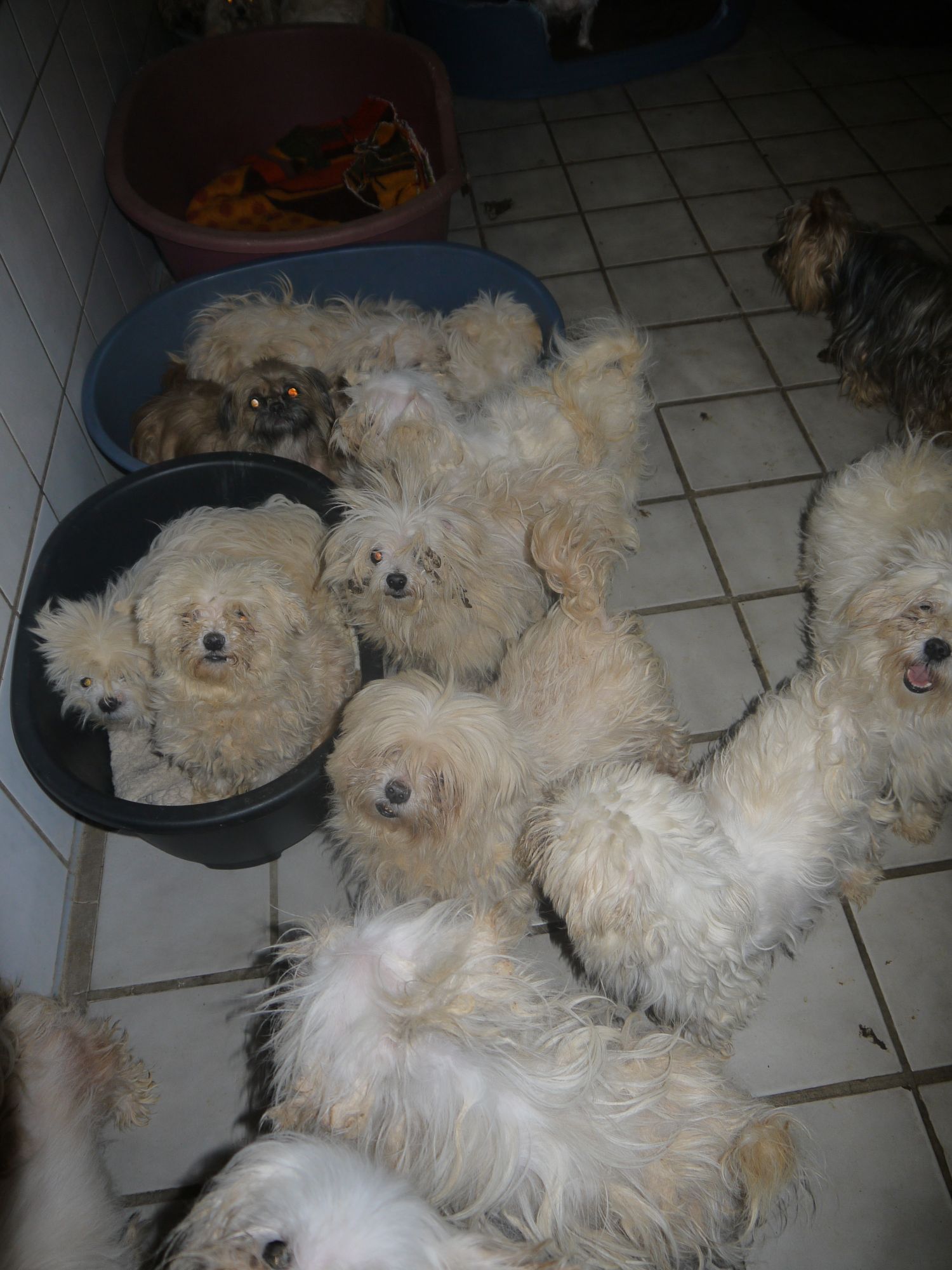 103 Hunde auf einen Schlag im Tierheim