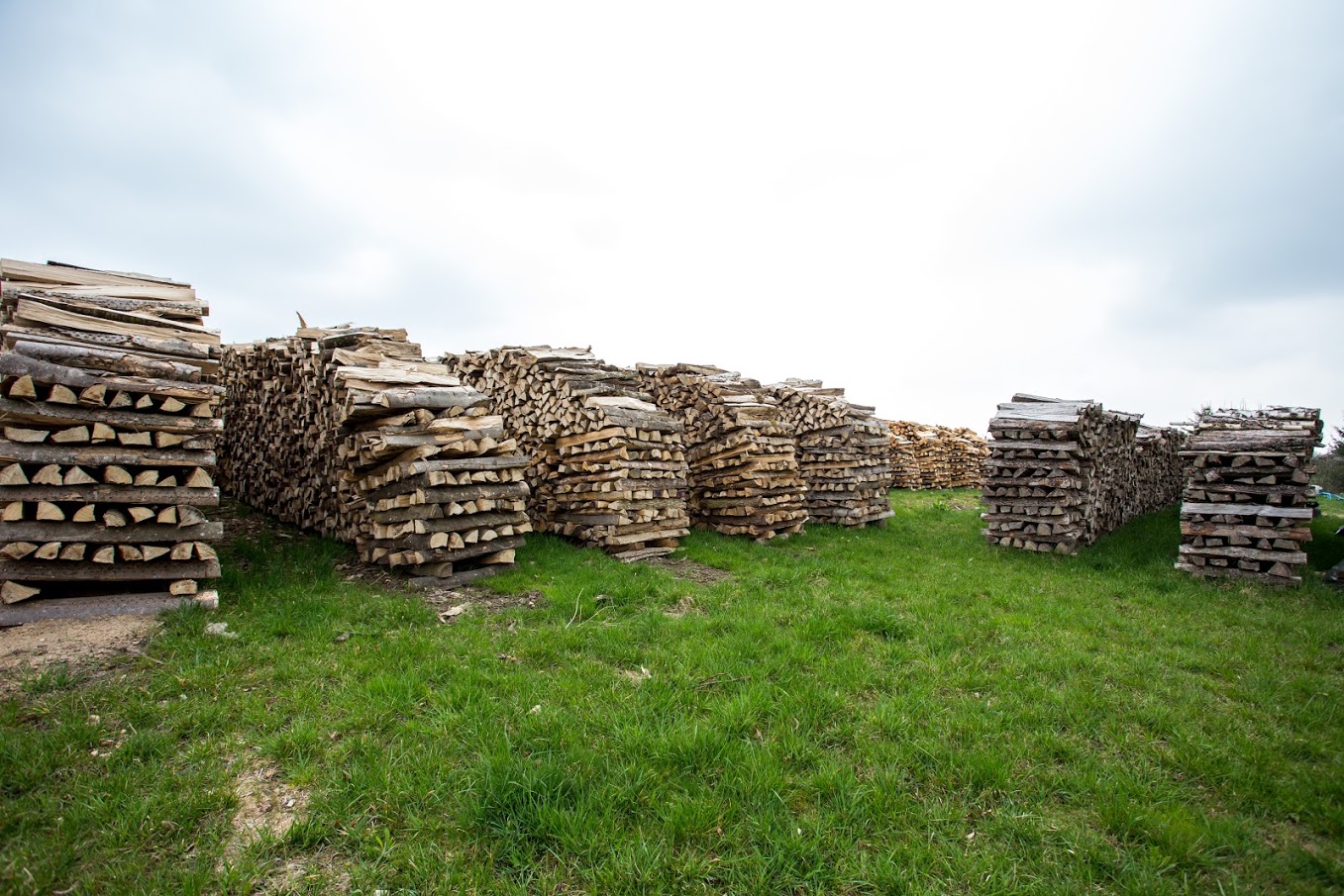 Wir bieten Ihnen eine große Auswahl an Holzarten, ob trocken oder frisch - Buche, Fichte, Birke... (