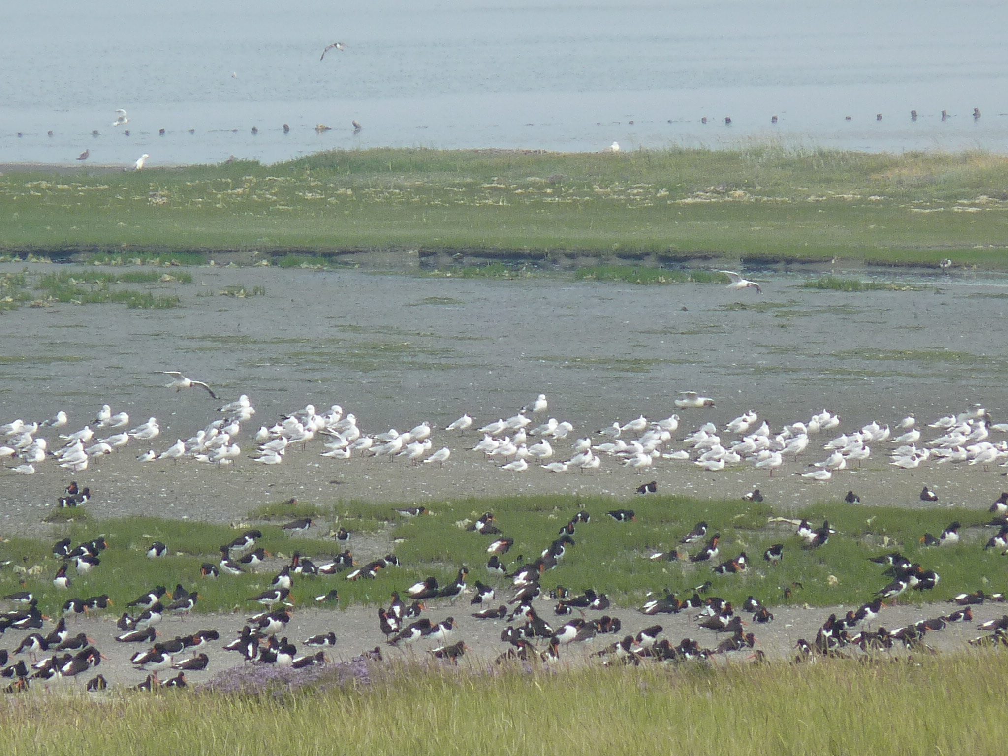 Austernfischer und Möwen auf Texel (Bildquelle: @VVV Texel)