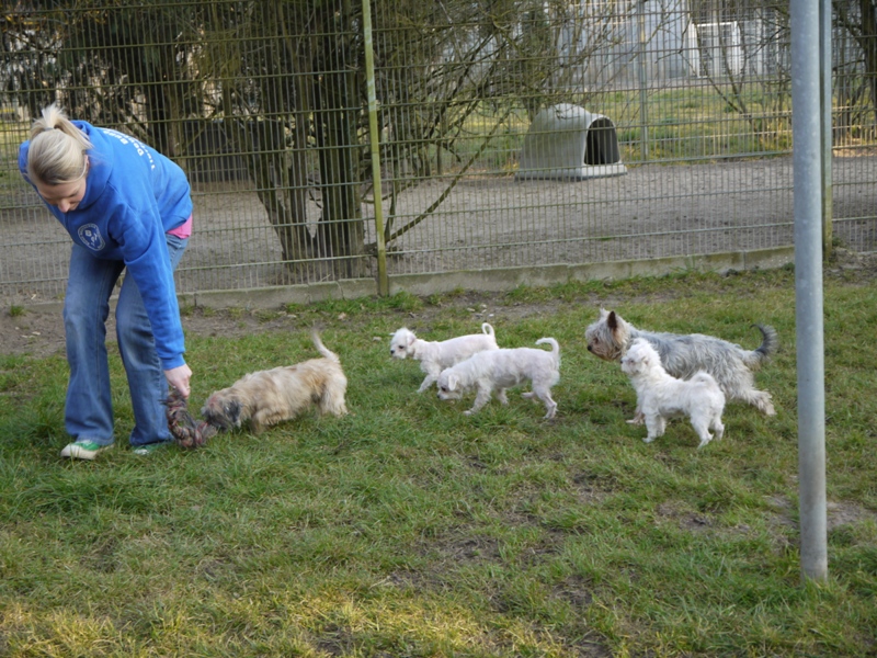 Die beschlagnahmten Hunde können endlich auf einer Wiese toben Die beschlagnahmten Hunde können endlich auf einer Wiese toben