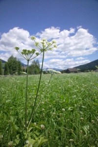 Wildblumenwiese (Hotel Post Tolderhof)