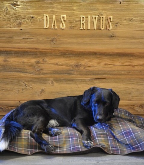(Bildquelle: Rivus Appartements) (Bildquelle: Rivus Appartements)