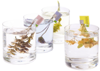 www.tea-exclusive.de - Bio Blütenrispen Tee